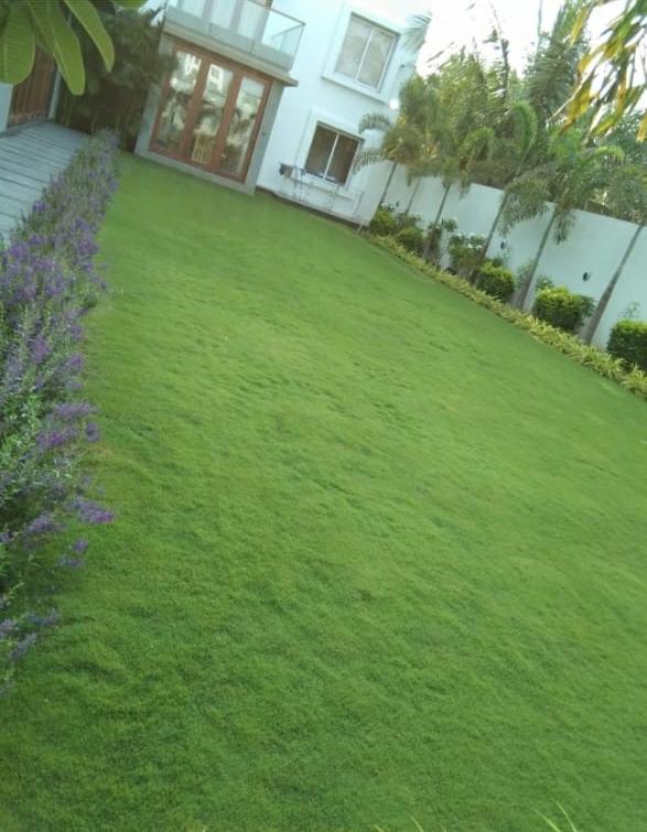 Developed lawn beside a building