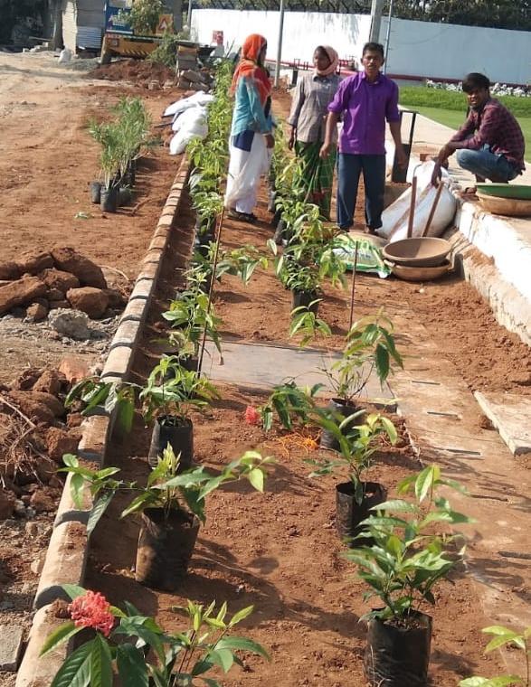 Plantation along a boundary