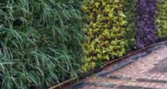 Vertical Gardens