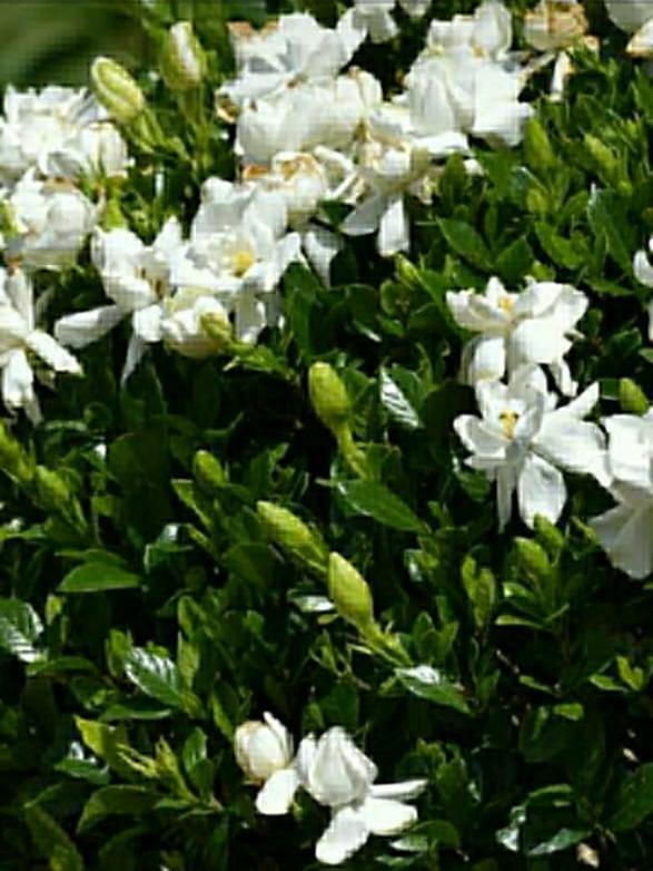 Fragrant Plants