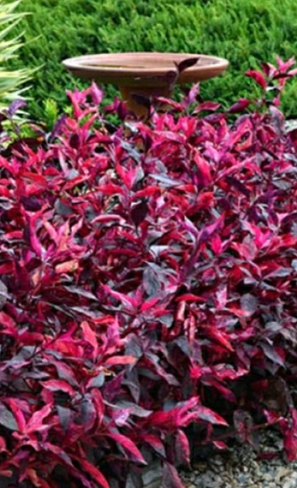 Border Plants