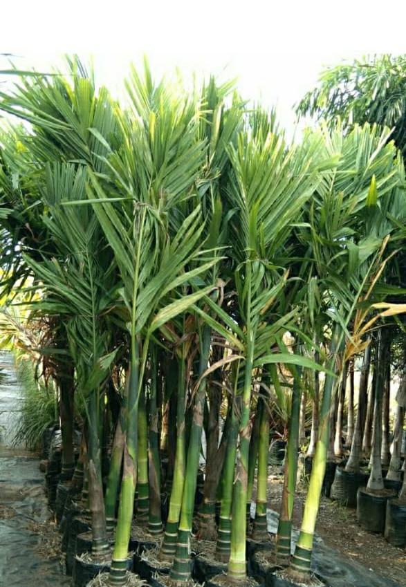 Palm Trees