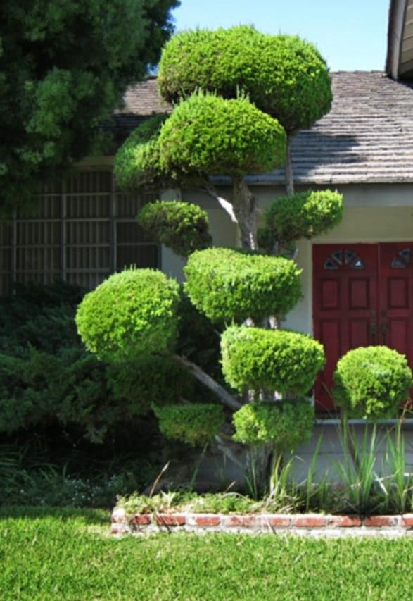 Bonsai & Ornamental